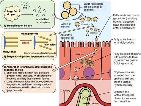 fat gi|causes of fat in gi tract.